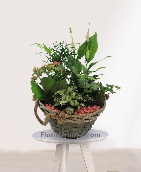 Cesta de Plantas Bahamas especial para regalo