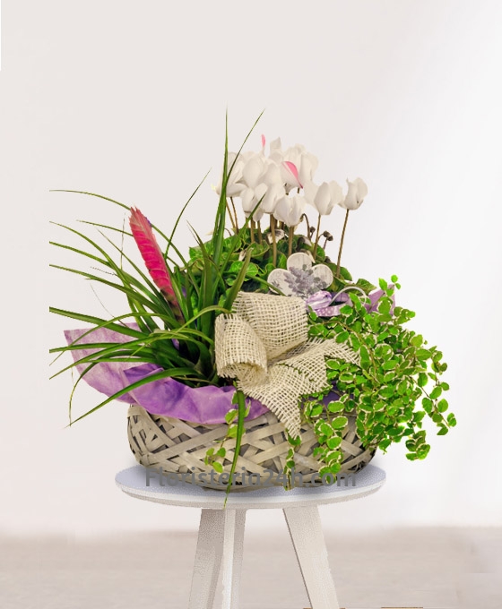 Cesta de Plantas