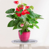 Planta de Anthurium