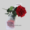 Rosa Preservada