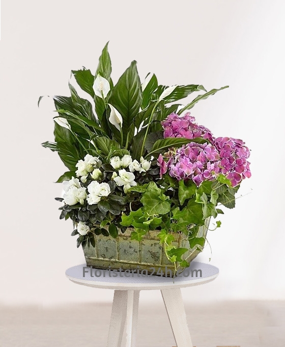 Cesta de Plantas para regalar