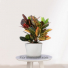 Planta para regalo