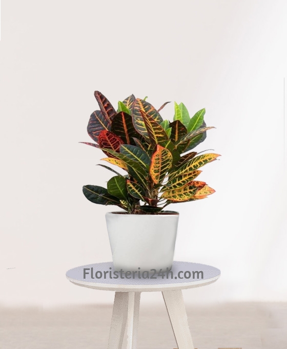 Planta para regalo