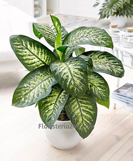 Regalar Planta
