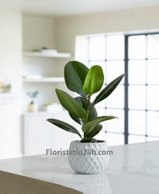 Planta Ficus Robusta para regalar