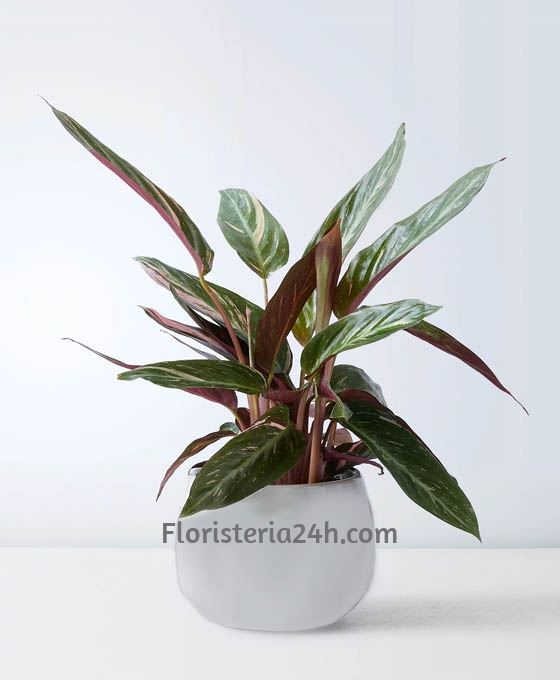 Planta Kalathea para Floristería 24 Horas