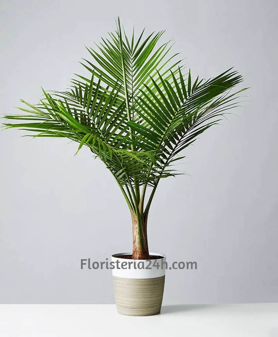 Envio de Planta Arecas especial para Floristerías