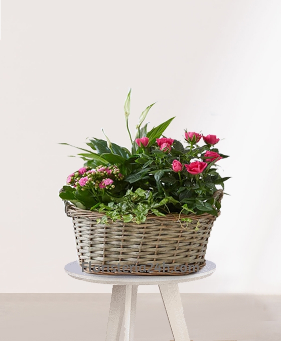 Envío de Cesta Rosal con Kalanchoe