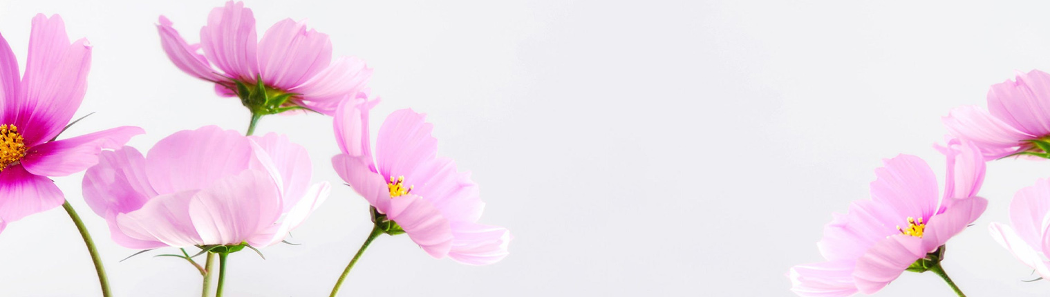 Contacto floristerías banner